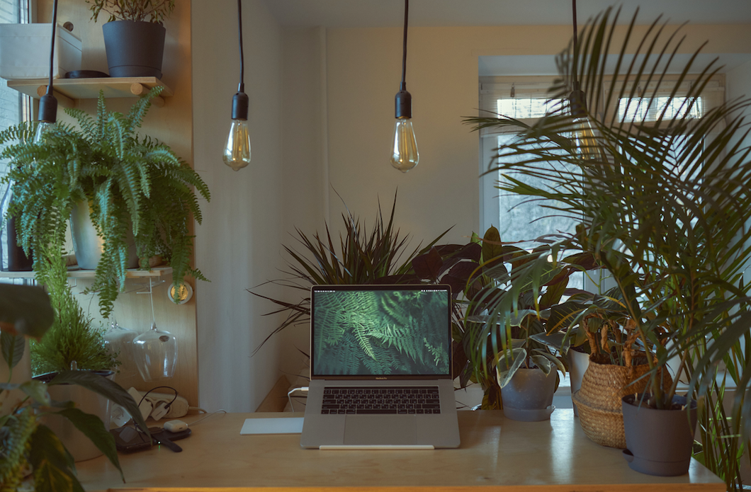 Plants surrounding computer