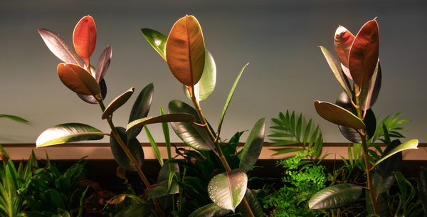 Plants growing in a living wall