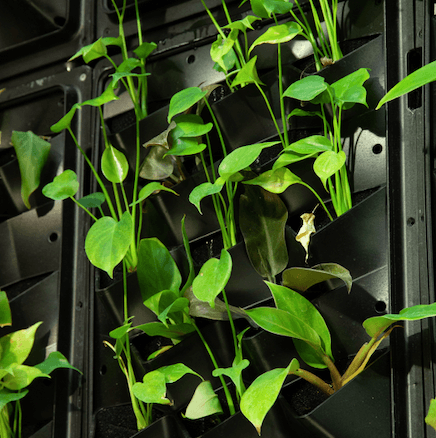 Biofilter living wall plants