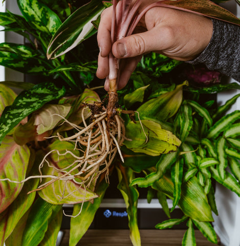 Hydroponic plant from Respira