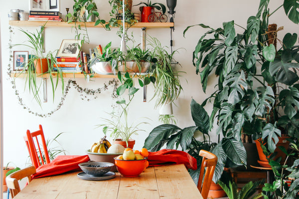 Hygge home filled with plants