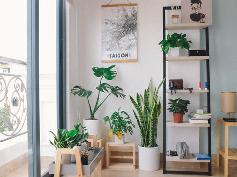 Indoor houseplants