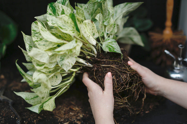 Soil-based plant