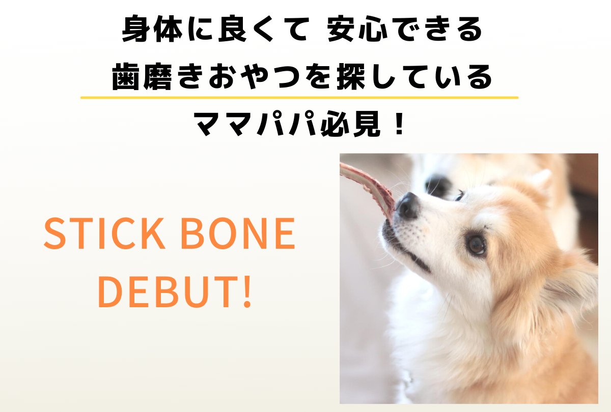 A rescue dog eating deer bones