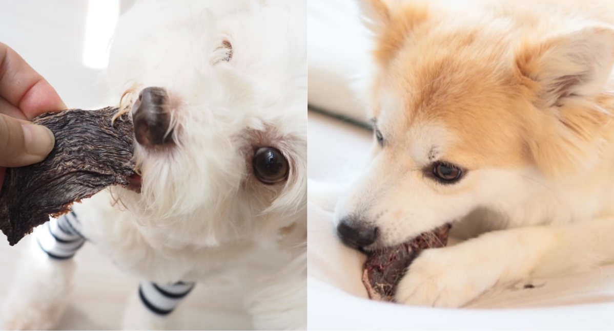 Dogs eating venison jerky