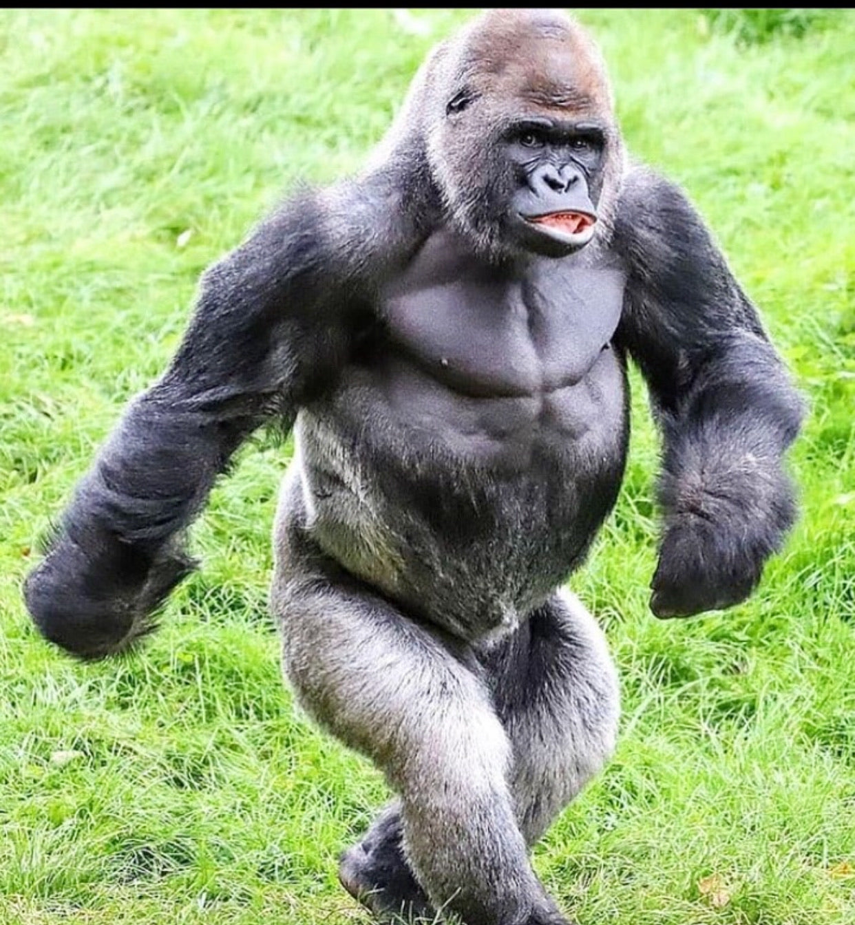 gorilla penis