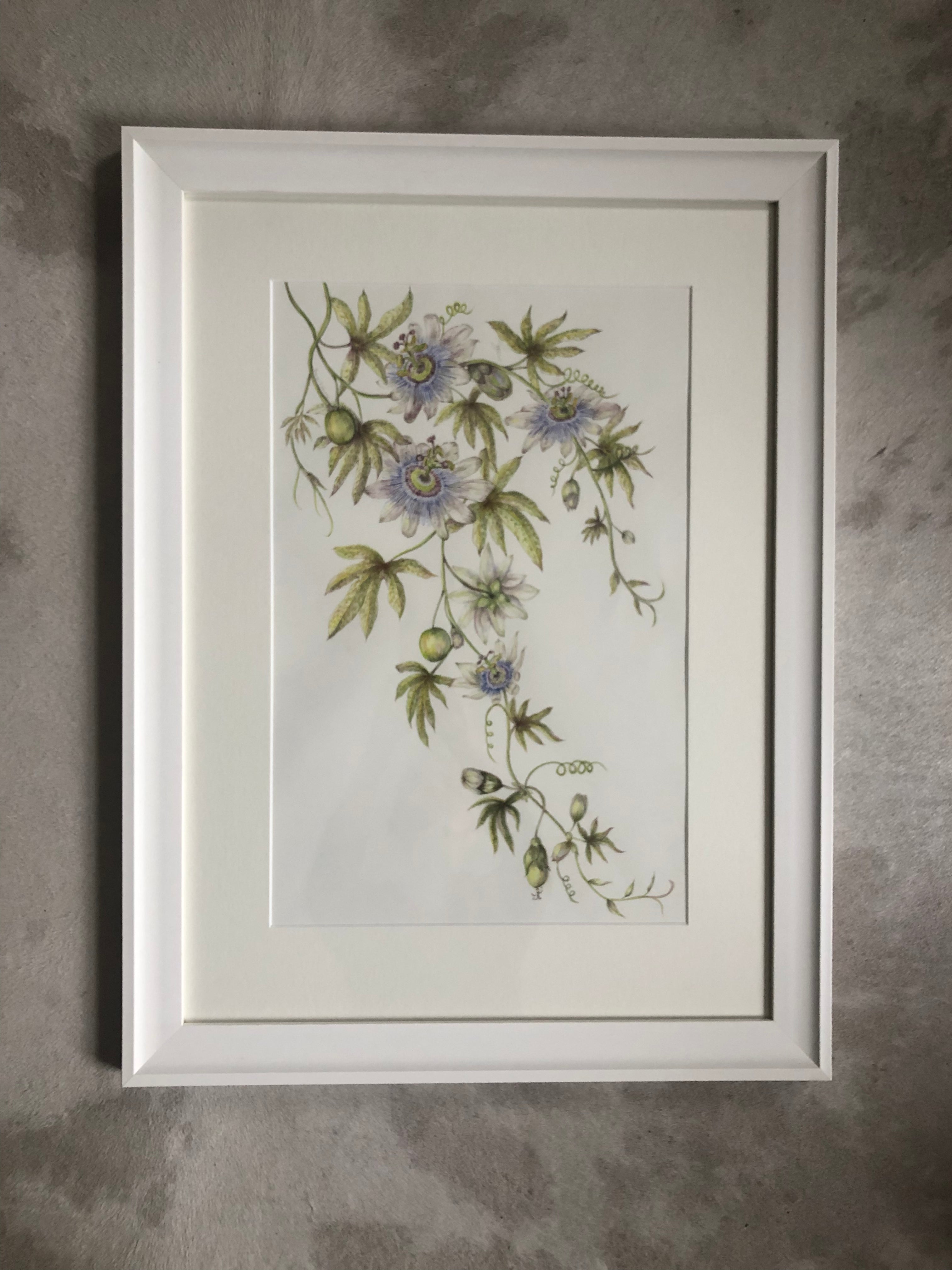 Passiflora Caerulea Watercolour SOLD