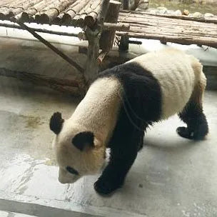 Panda affamé dans un Zoo en Chine