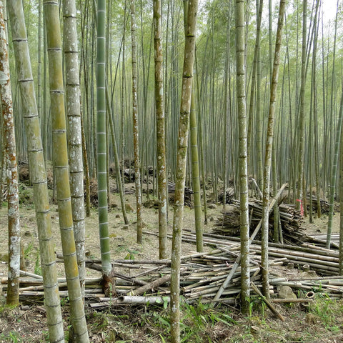 Foret Bamboo Deforestation