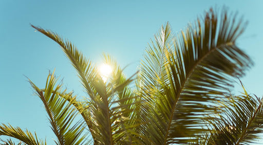 Palm tree under hot sunny day