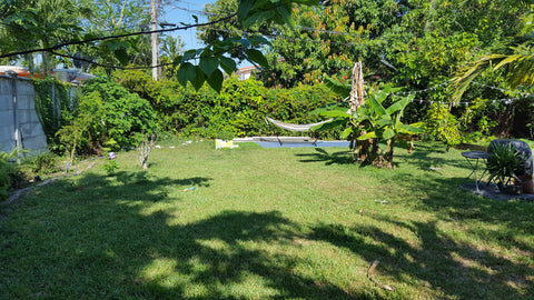 Picture of our Miami backyard before all the overgrown shrubs and bushes were removed.