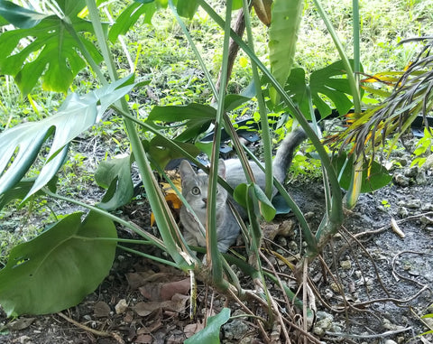 Grey Kitten hiding in monstera plant outdoors