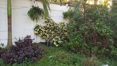 Photo of variegated schefflera, butterfly garden and palm trunks against a wall