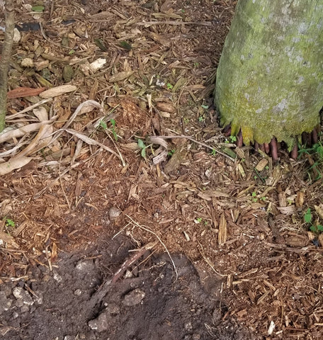 Palm tree root in hole just dug for planting landscape
