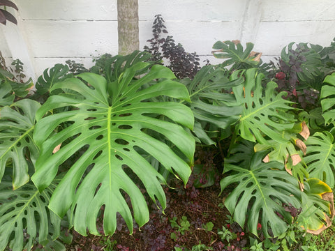 monstera hedge miami landscaping 