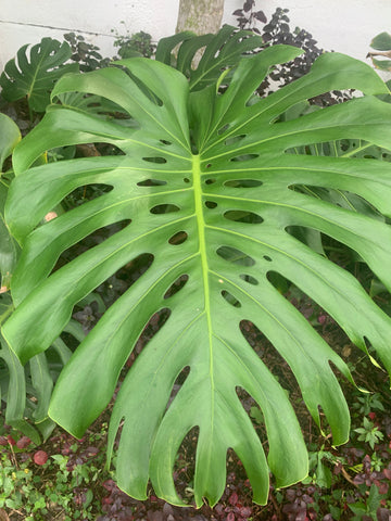 giant monstera leaf in south florida landscaping miami hedge