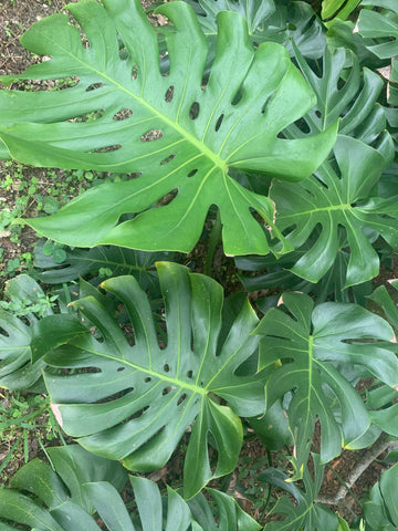 large monstera leaves miami hedge landscaping 