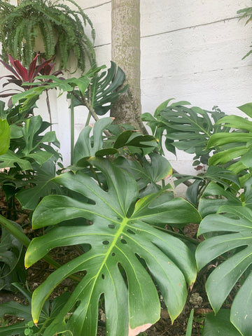 Monstera plants outside in miami, climbing and vining 