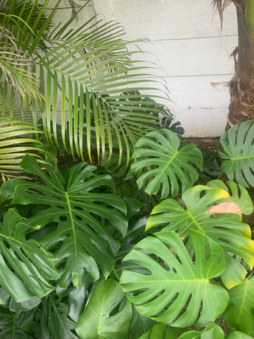 monsteras mixed with coconut palms and areca palms miami south florida landscaping