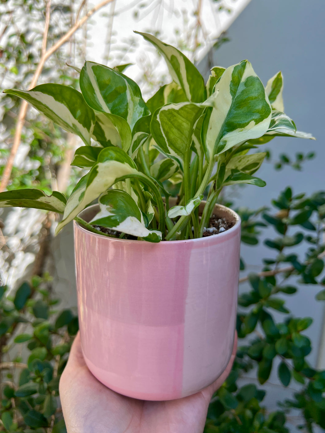 Pothos N'Joy in Pink Ceramic Planter