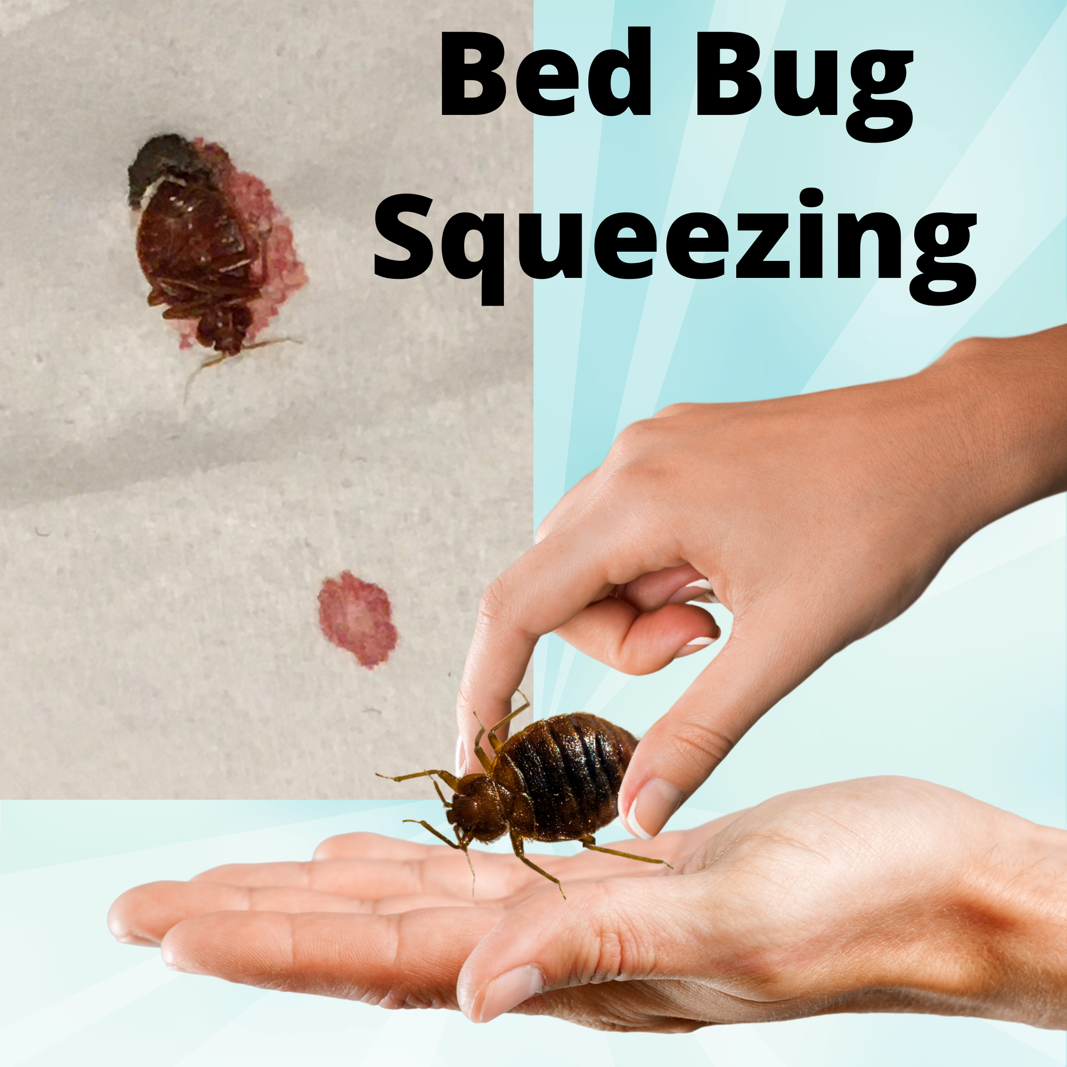 is baby powder good to kill bed bugs