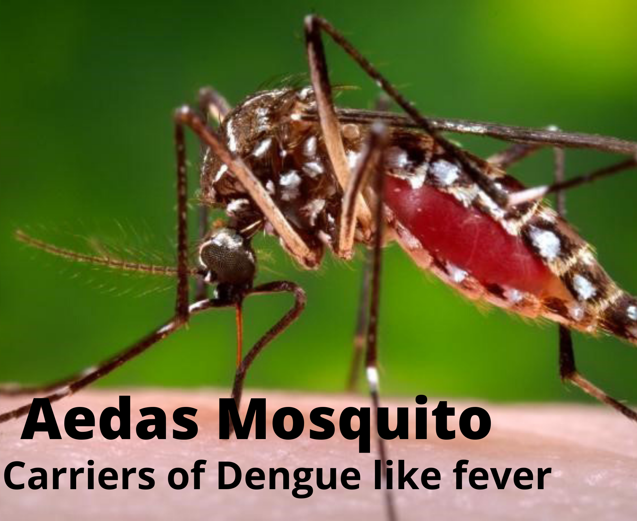 how to identify a dengue mosquito bite