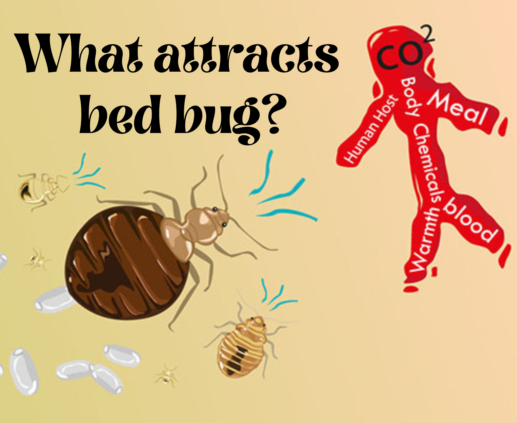 What Attracts Bed Bug Fb Post ?v=1668428811