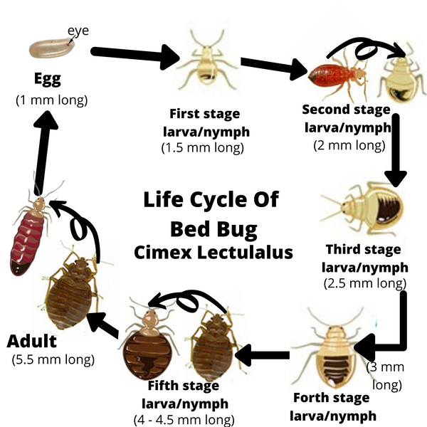 How to get rid of bed bugs in ply?