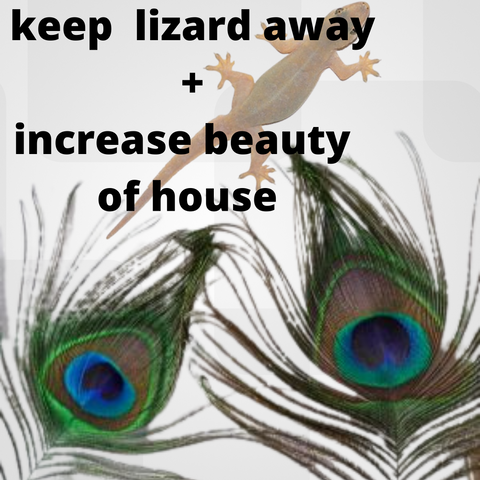 keep lizard away with peacock feather