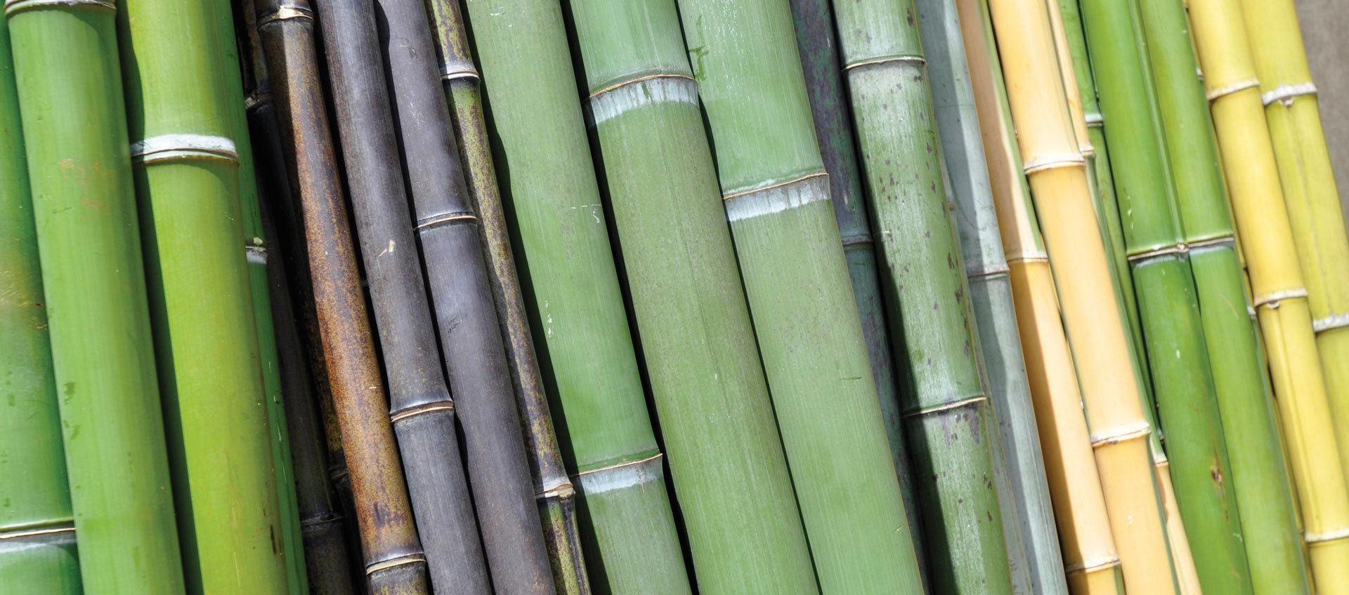 Fresh Bamboo