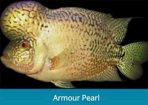 Armour Pearls
