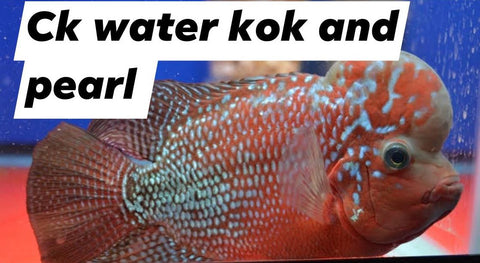 CK Water kok and pearls