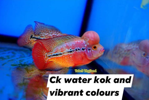 Ck Water kok and vibrant colour