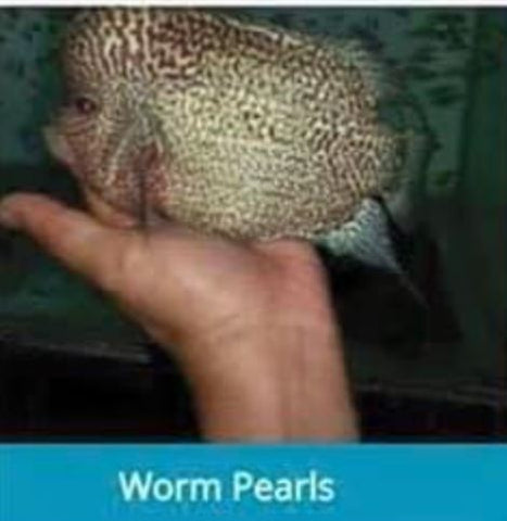 Worm Pearls