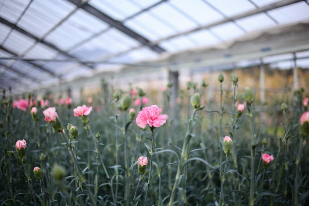 カーネーションはとても優れた花だった 規格外であることから 花き農家で処分されていたカーネーションが ライフスタイルブランドとして蘇るまで Mooneyo