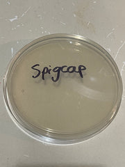 5-gallon-water-jug-with-spout-bacteria-experiment-pre-test-spigcap0