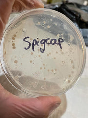 5-gallon-water-jug-with-spout-bacteria-experiment-pre-test-spigcap3