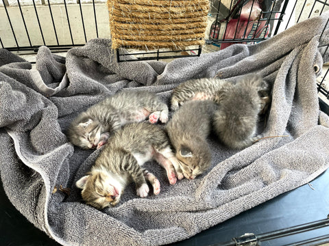 Five Small Kittens