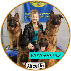 Picture of Alice from Wongerdogs dog training surrounded by 5 large smiling german shepherd dogs
