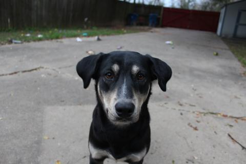 black dog looking at camera