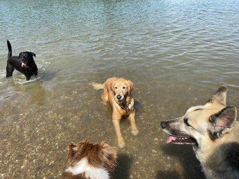dogs playing in lake