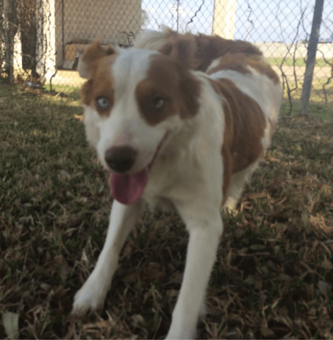 white brown dog playing two color eyes