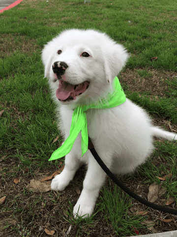 smiling white puppy green bandana 