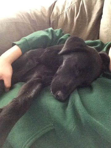 black puppy sleeping on green sweater