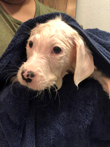 white puppy in blue towel after shower