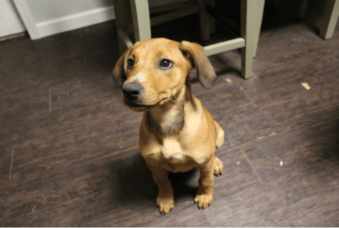 brown puppy sitting