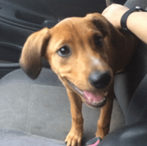 brown puppy smiling in car