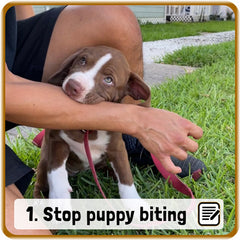 Brown puppy sitting in the grass biting the hand of a person while looking up at him, text on image: 1. Stop puppy biting