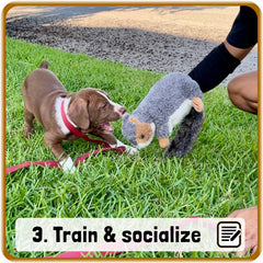 Brown and white puppy playing with a Pupr Pals squirrel hand puppet toy for dogs for socialization,  text on image: 3. Train & socialize