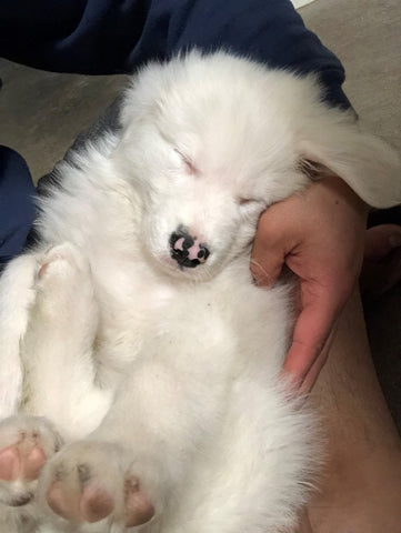 white puppy sleeping